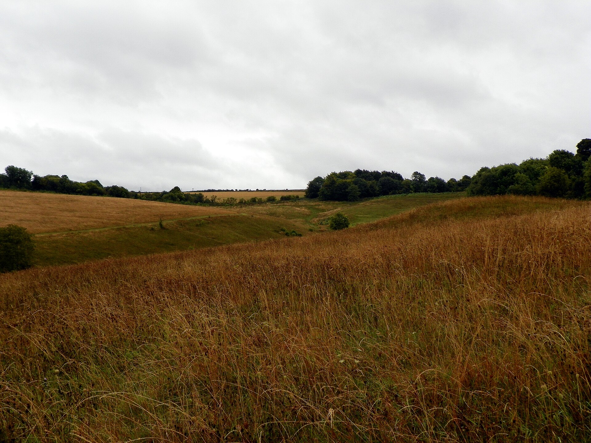 Chalk grassland path across Royston Heath